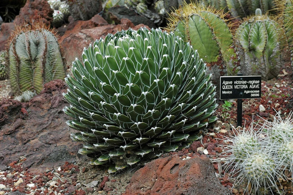 QUEEN VICTORIA AGAVE 6in
