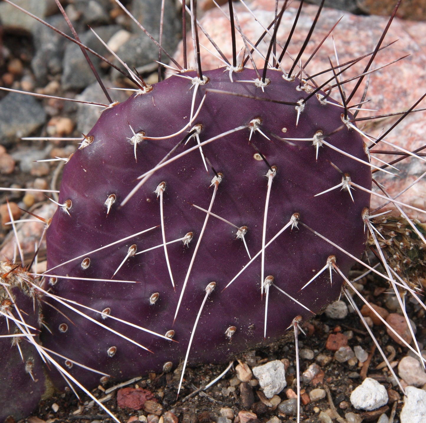 DARK KNIGHT PRICKLY PEAR 5GAL
