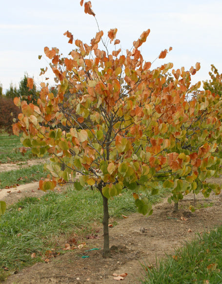 WESTERN MEXICAN REDBUD NATIVE 5Ggal