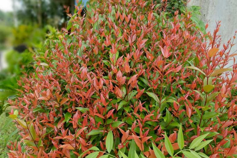 GULF STREAM NANDINA 1gal