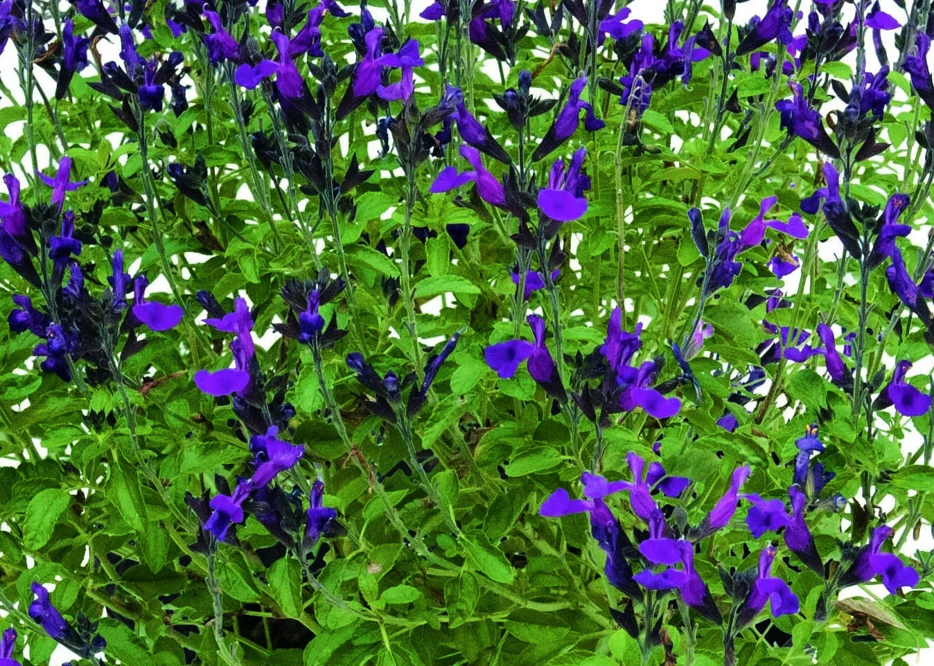 VISIONAL PURPLE SALVIA 1gal