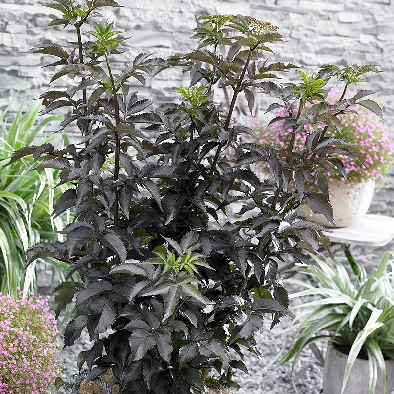 BLACK TOWER ELDERBERRY 2gal