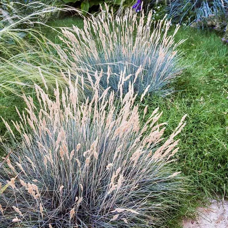 BLUE FESCUE 1 GAL