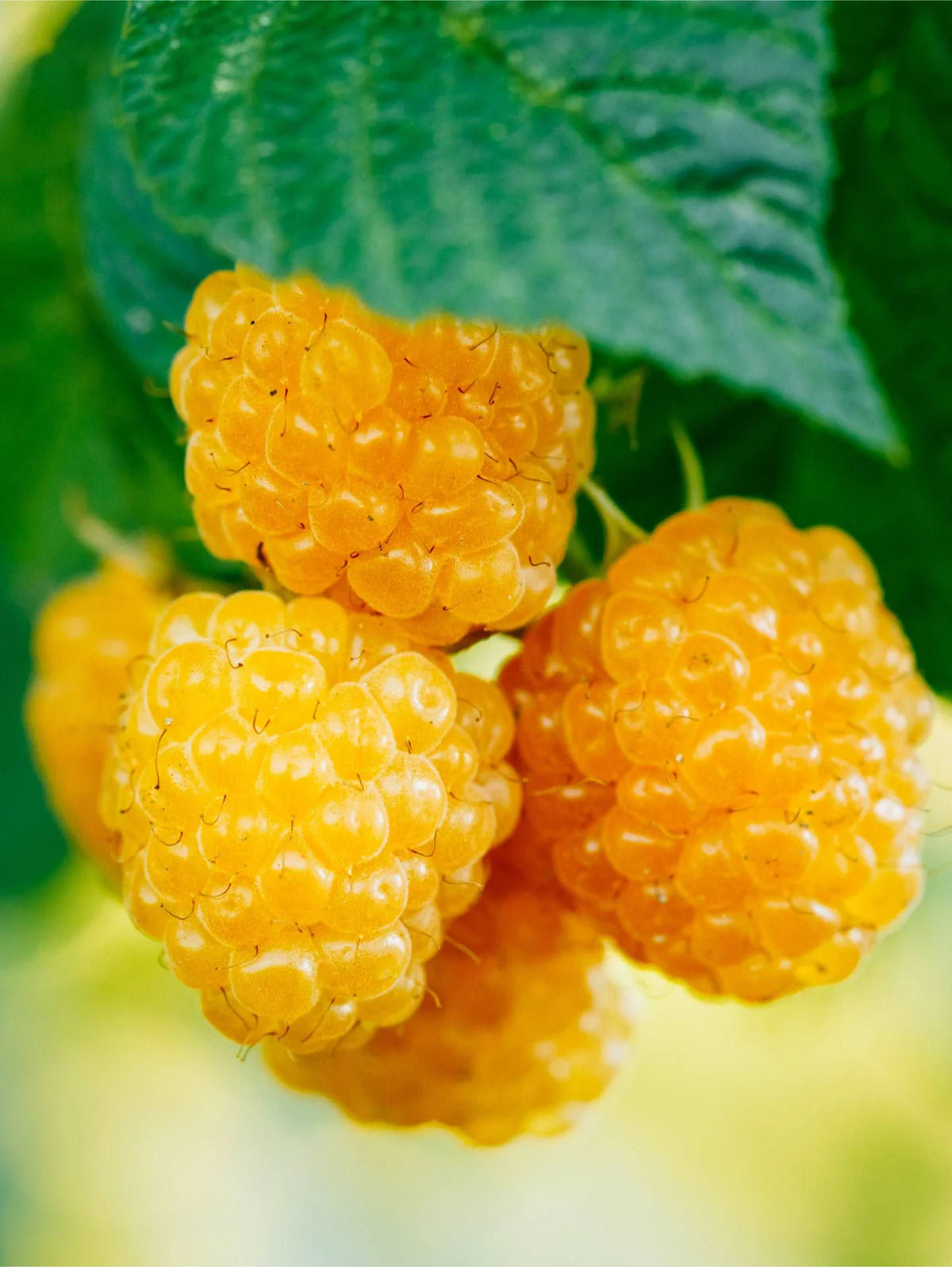 FALL GOLD RASPBERRY 1gal