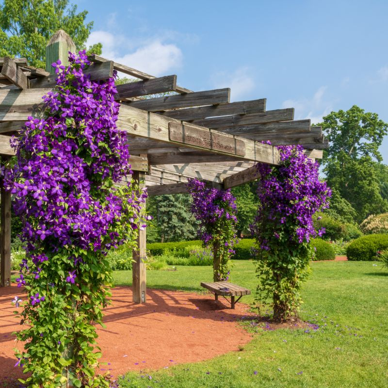 JACKMAN CLEMATIS 2gal