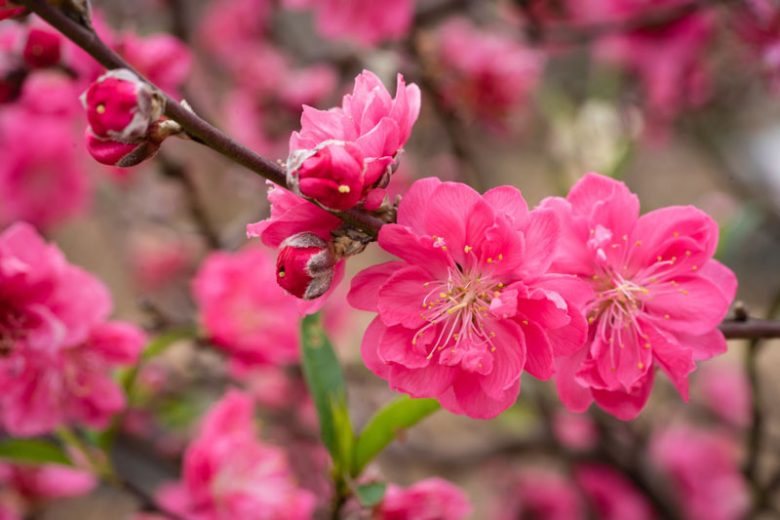 BONANZA PEACH TREE DWARF 15gal