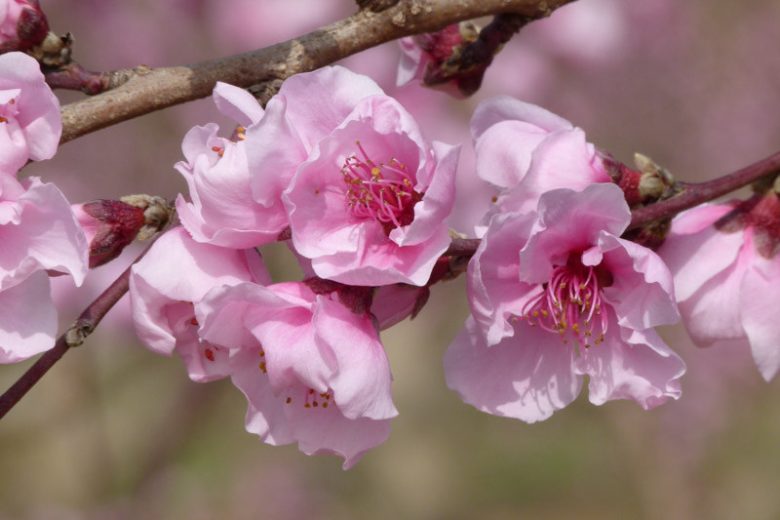 RELIANCE PEACH TREE 10gal