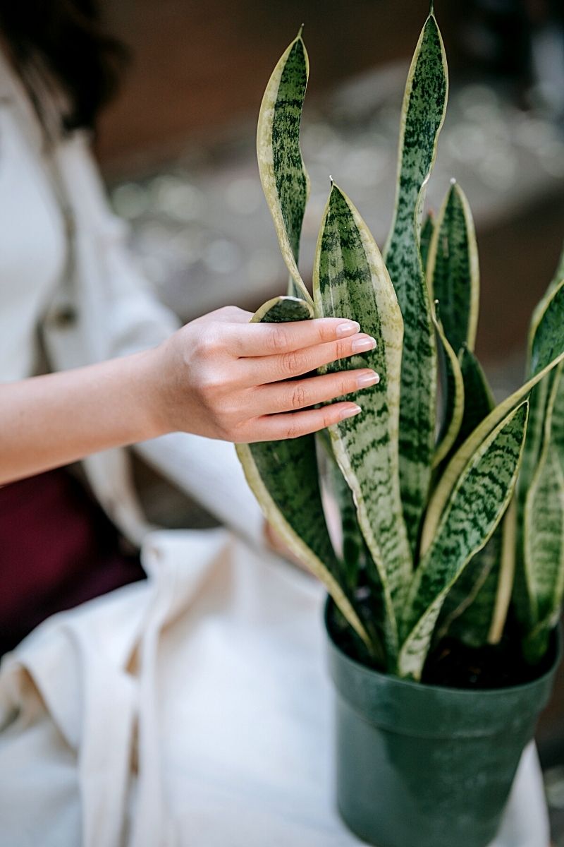 GOLDEN EDGE SNAKE PLANT 6in