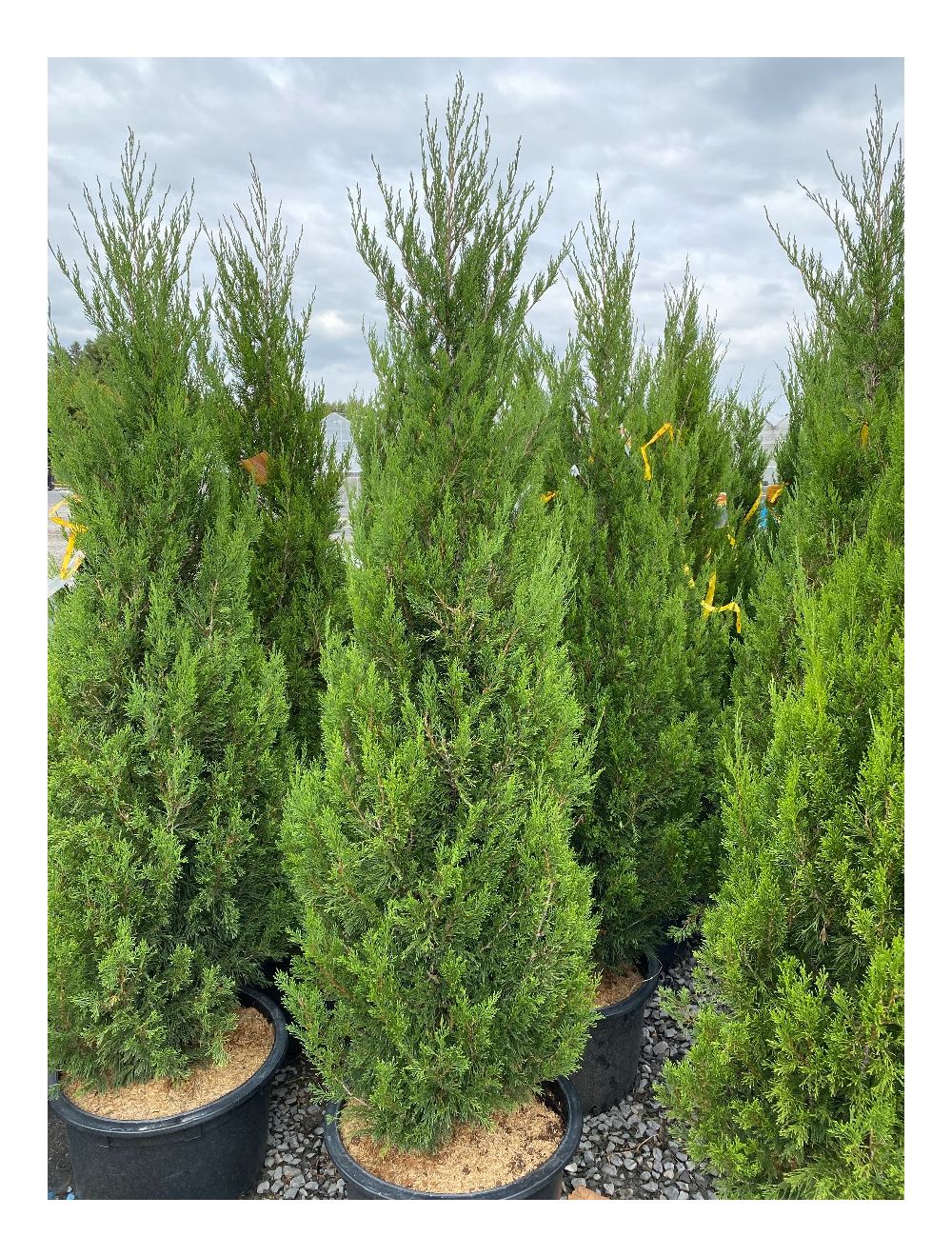SPARTAN JUNIPER TREE 5gal