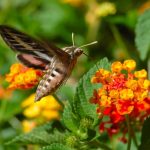 MISS HUFF LANTANA 1gal