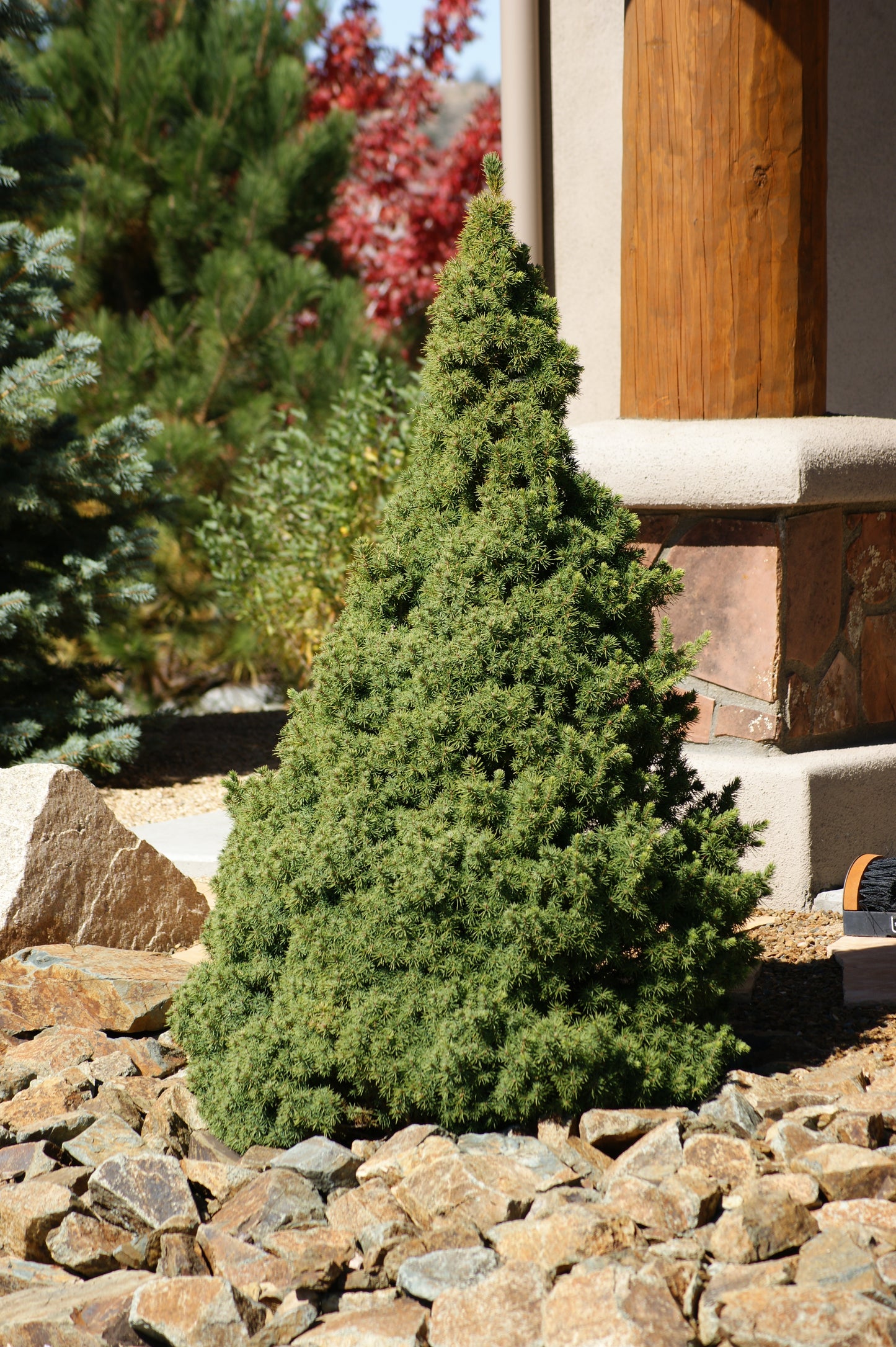 ALBERTA SPRUCE 5gal