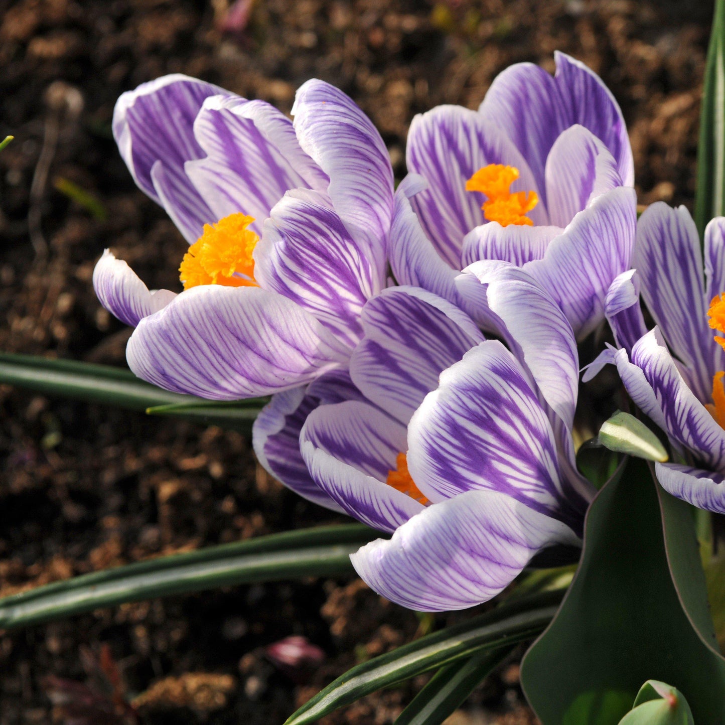King of the Striped Crocus