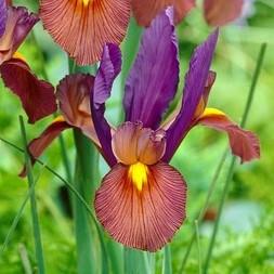 Dutch Iris - Spring Sparkle Mix