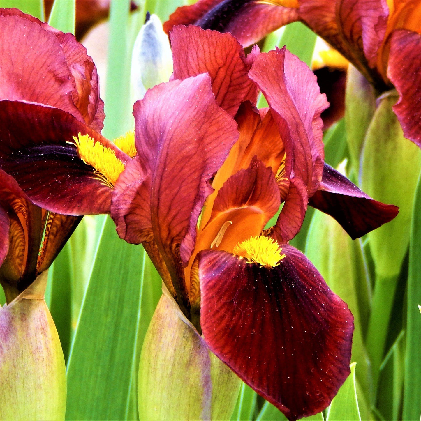 Dutch Iris - Spring Sparkle Mix