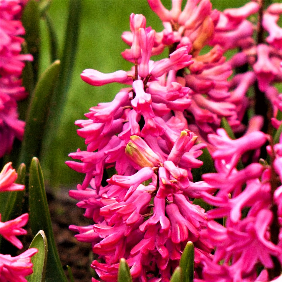 Hyacinth - Sweet Berries Mix