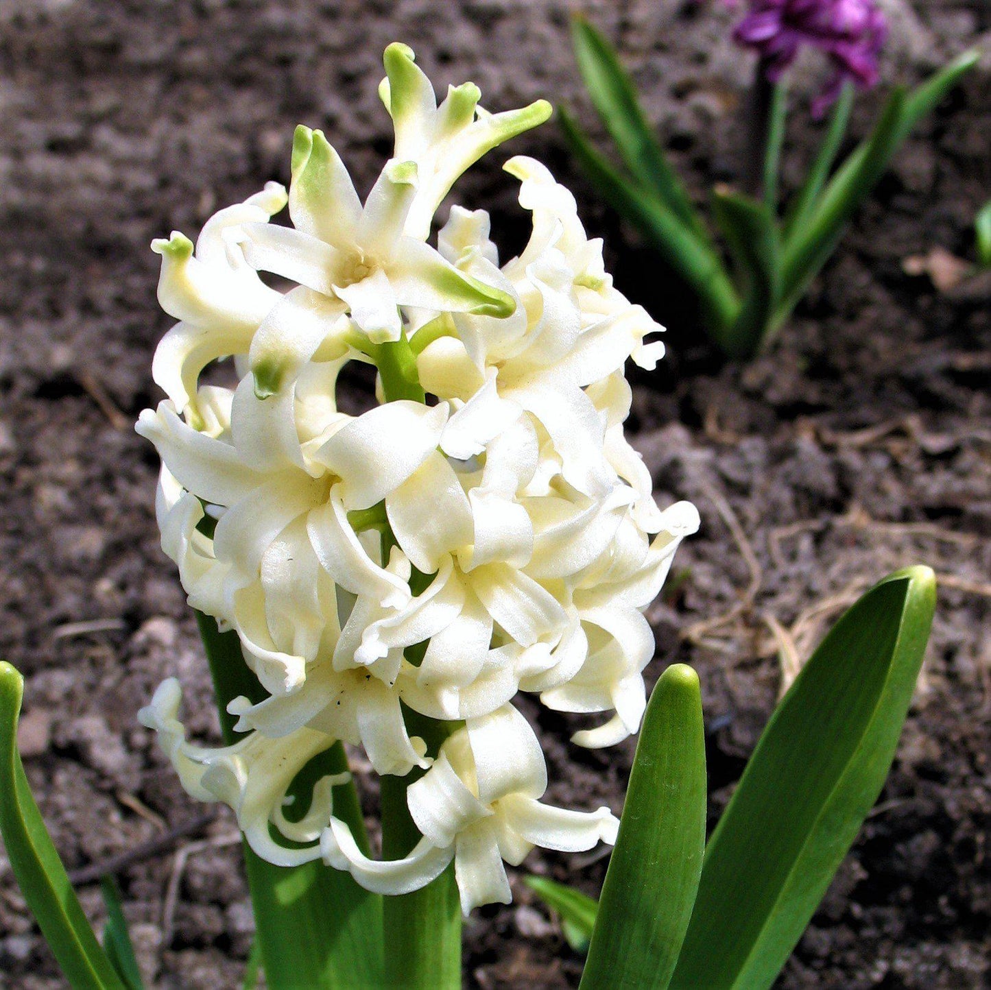 Hyacinth - White Pearl