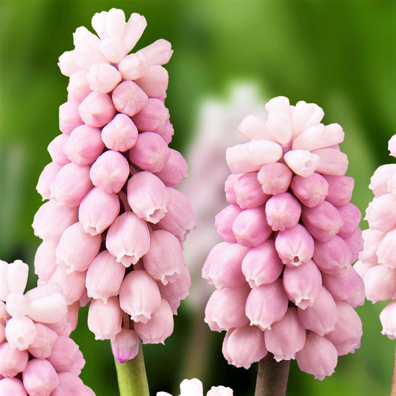 Pink Surprise Grape Hyacinth - PreOrder
