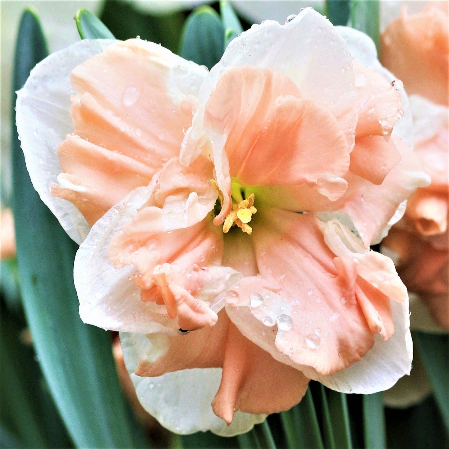 Apricot Whirl Daffodil - PreOrder