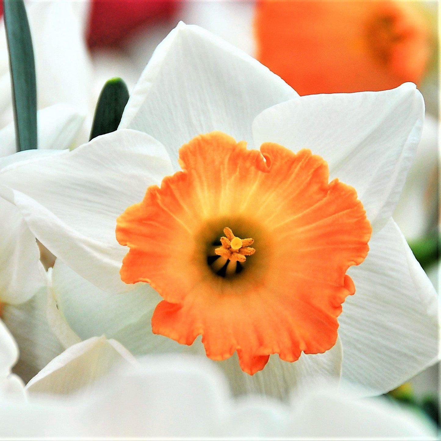 Barrett Browning Daffodil - PreOrder