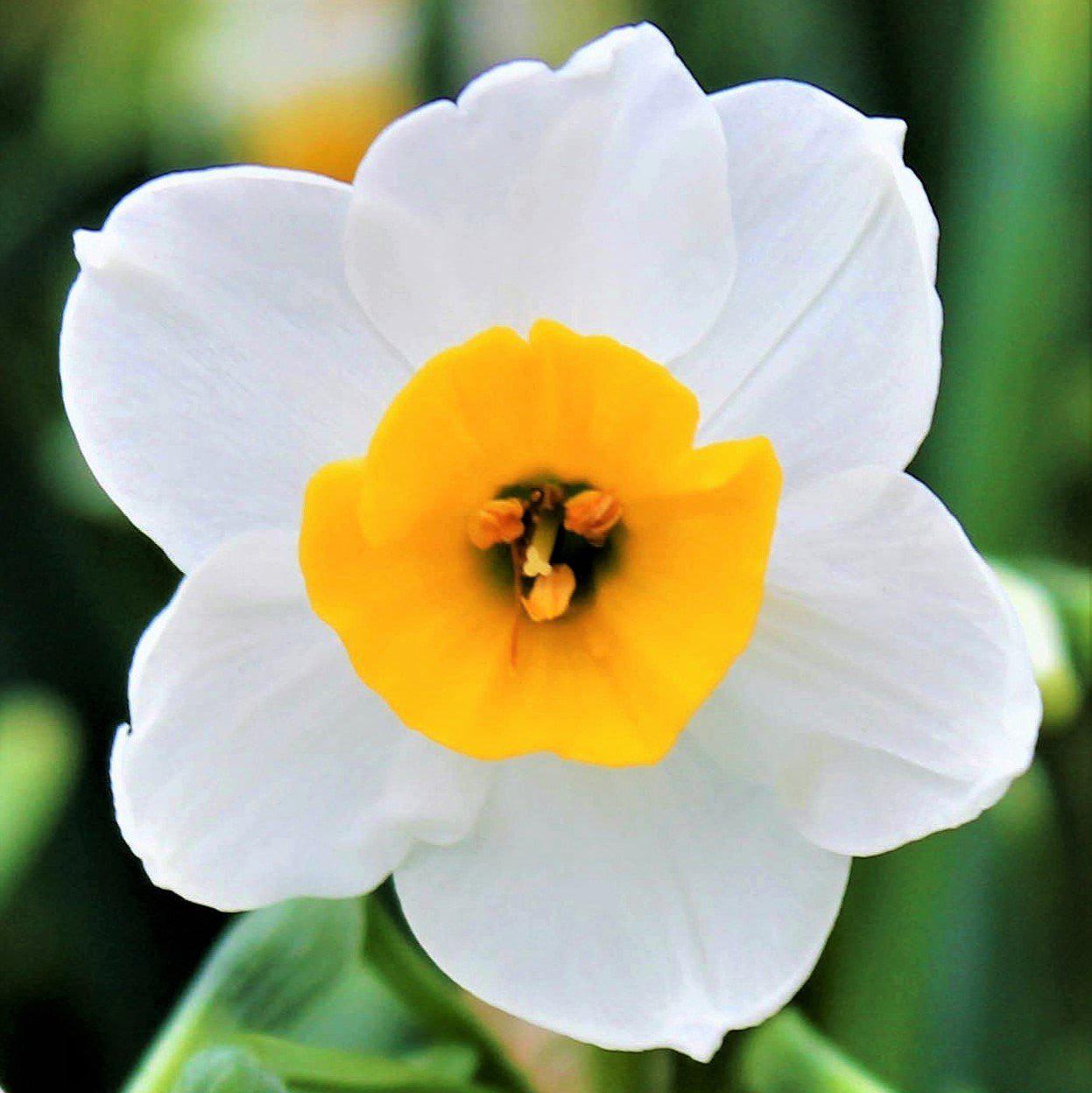 Narcissus - Daffodil Canaliculatus