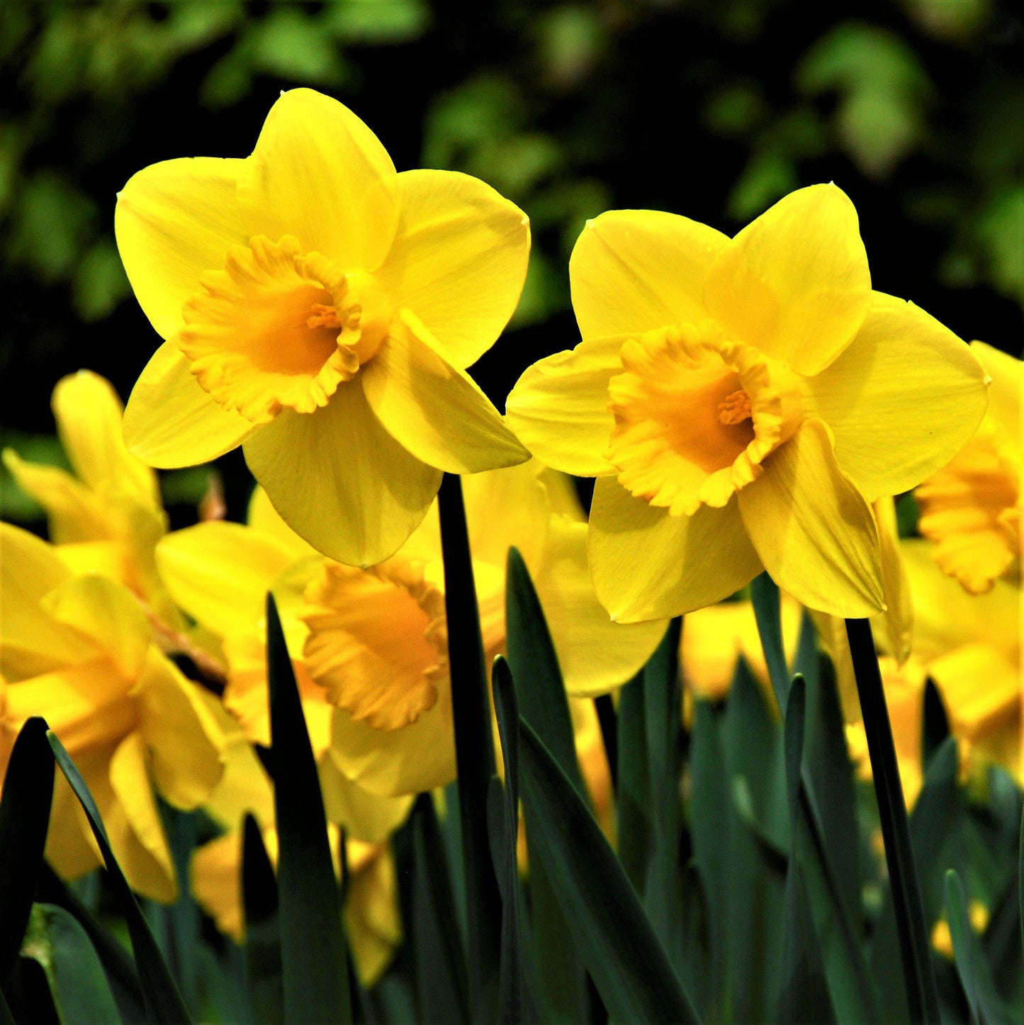 Carlton Daffodil - PreOrder