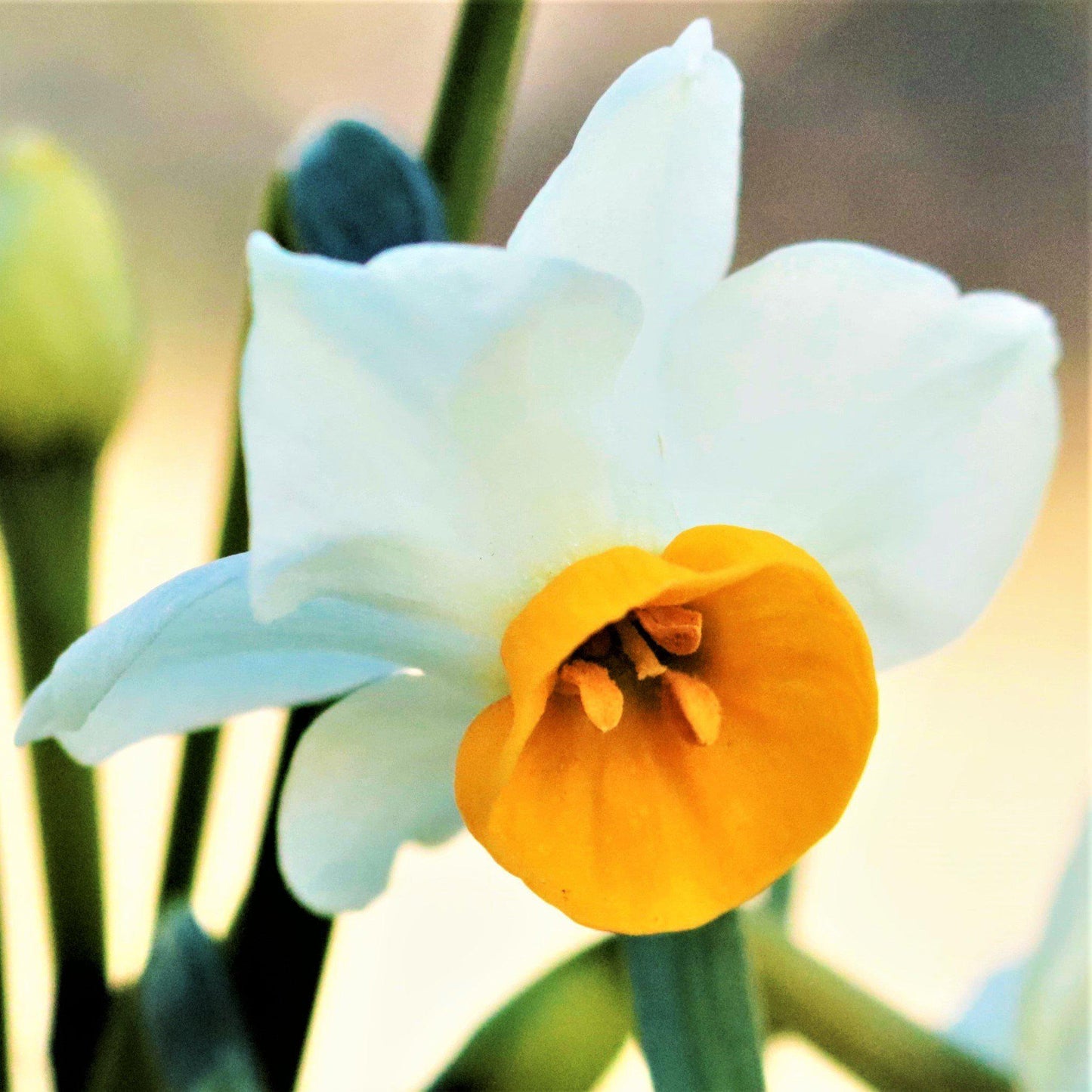 Narcissus - Daffodil Chinese Sacred Lily