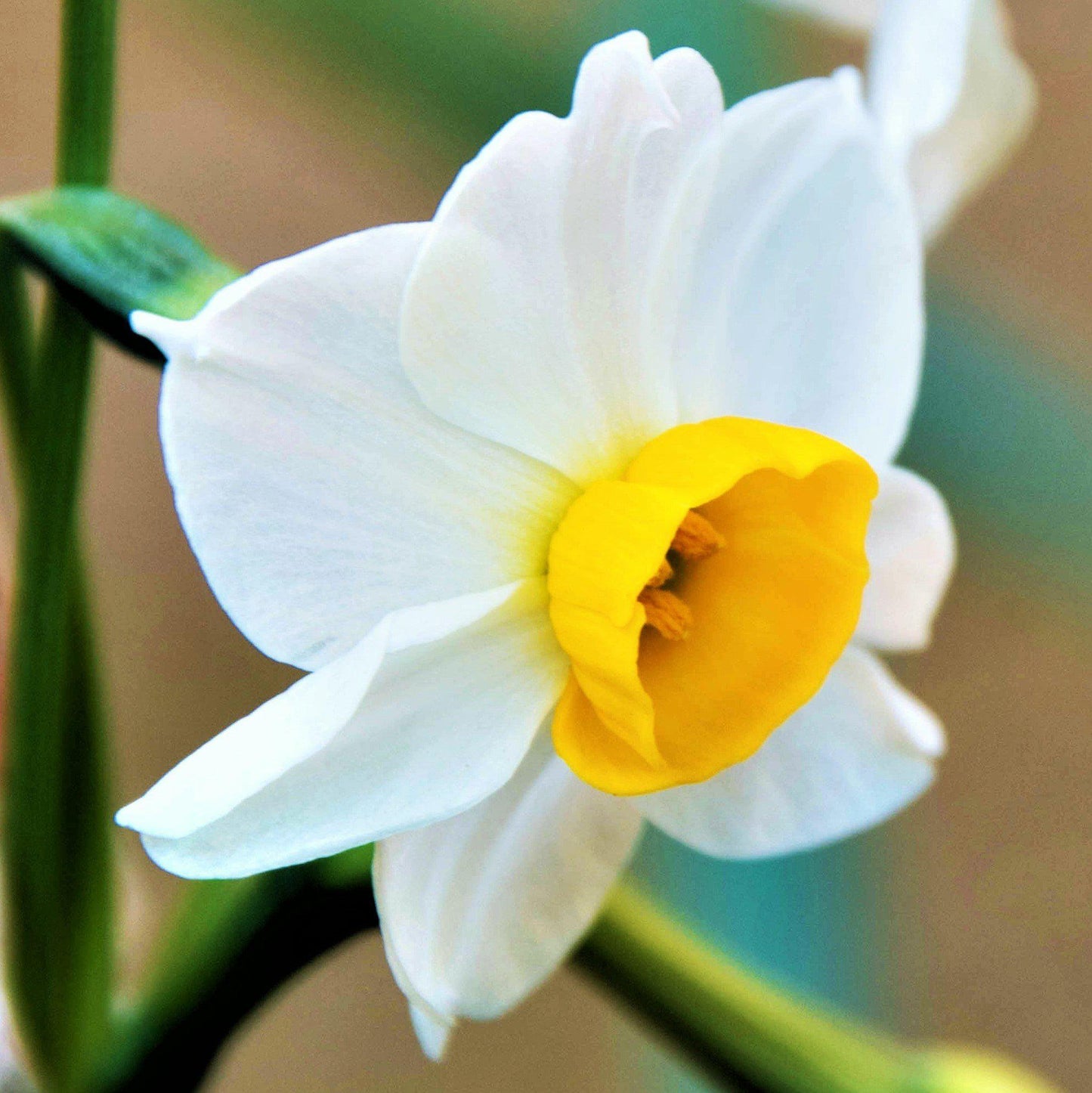 Narcissus - Daffodil Chinese Sacred Lily