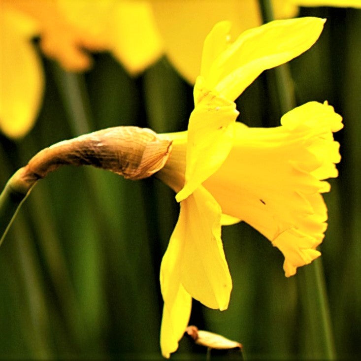 Narcissus - Daffodil Quail