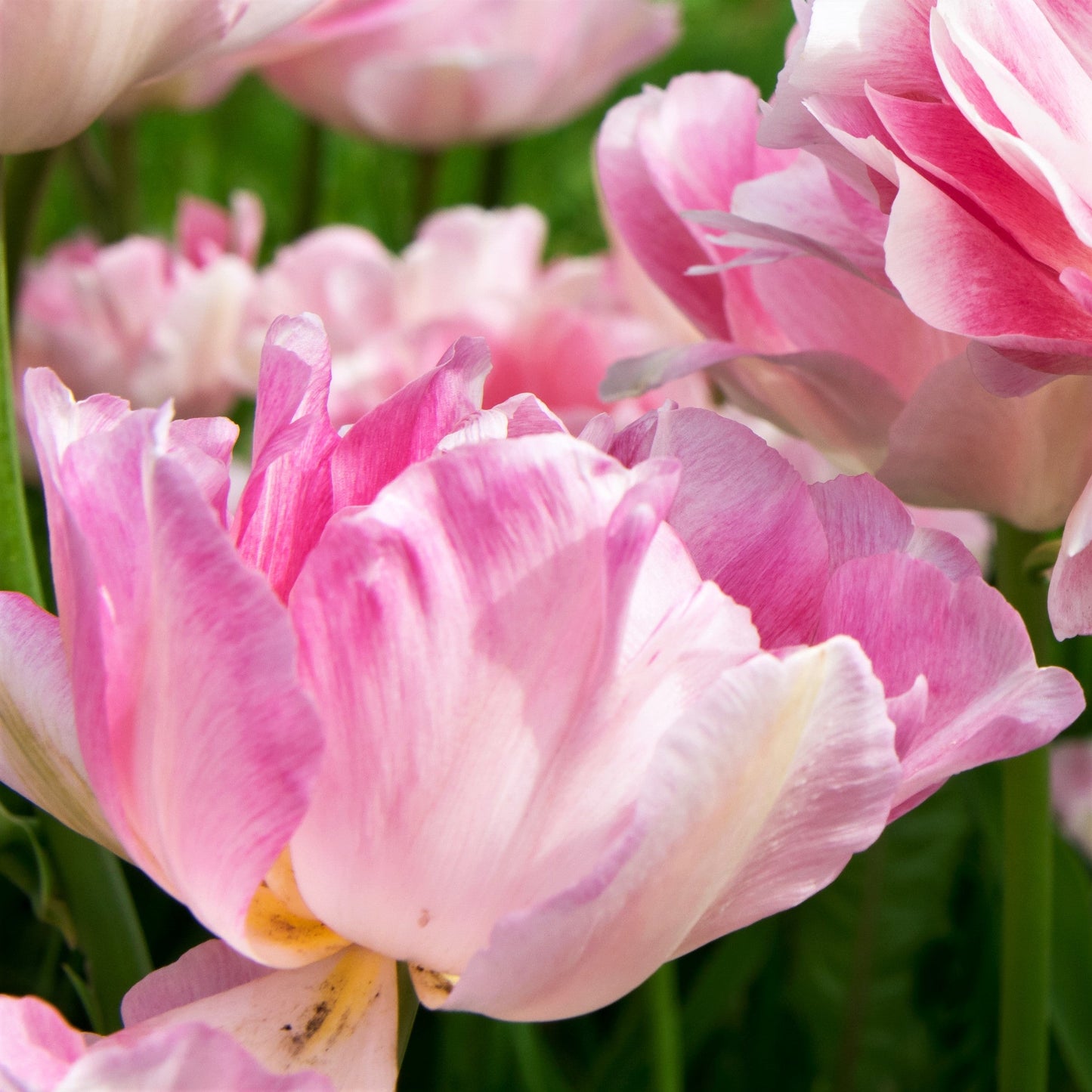 Tulip - Angelique