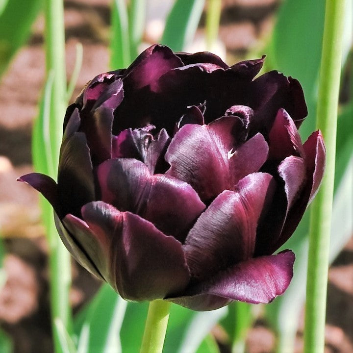 Tulip - Black Hero