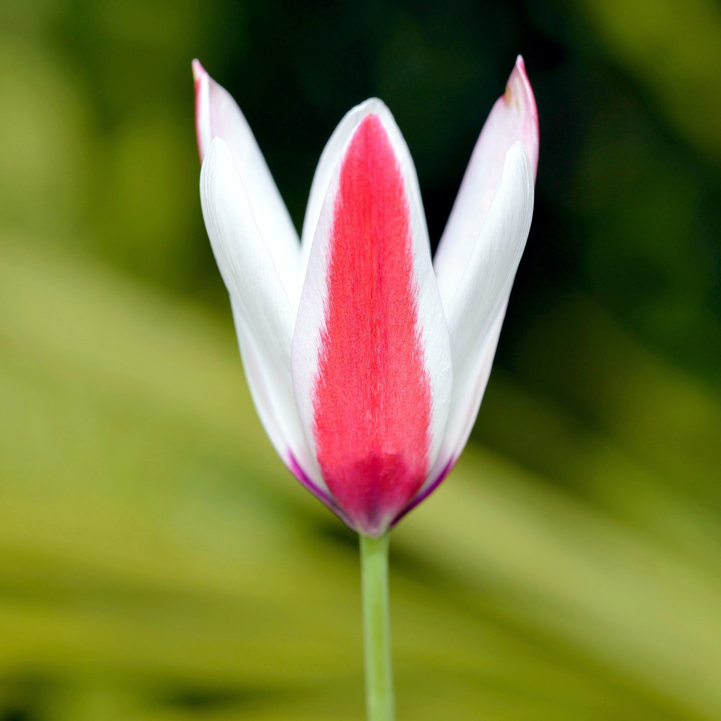 Tulip - Clusiana Lady Jane