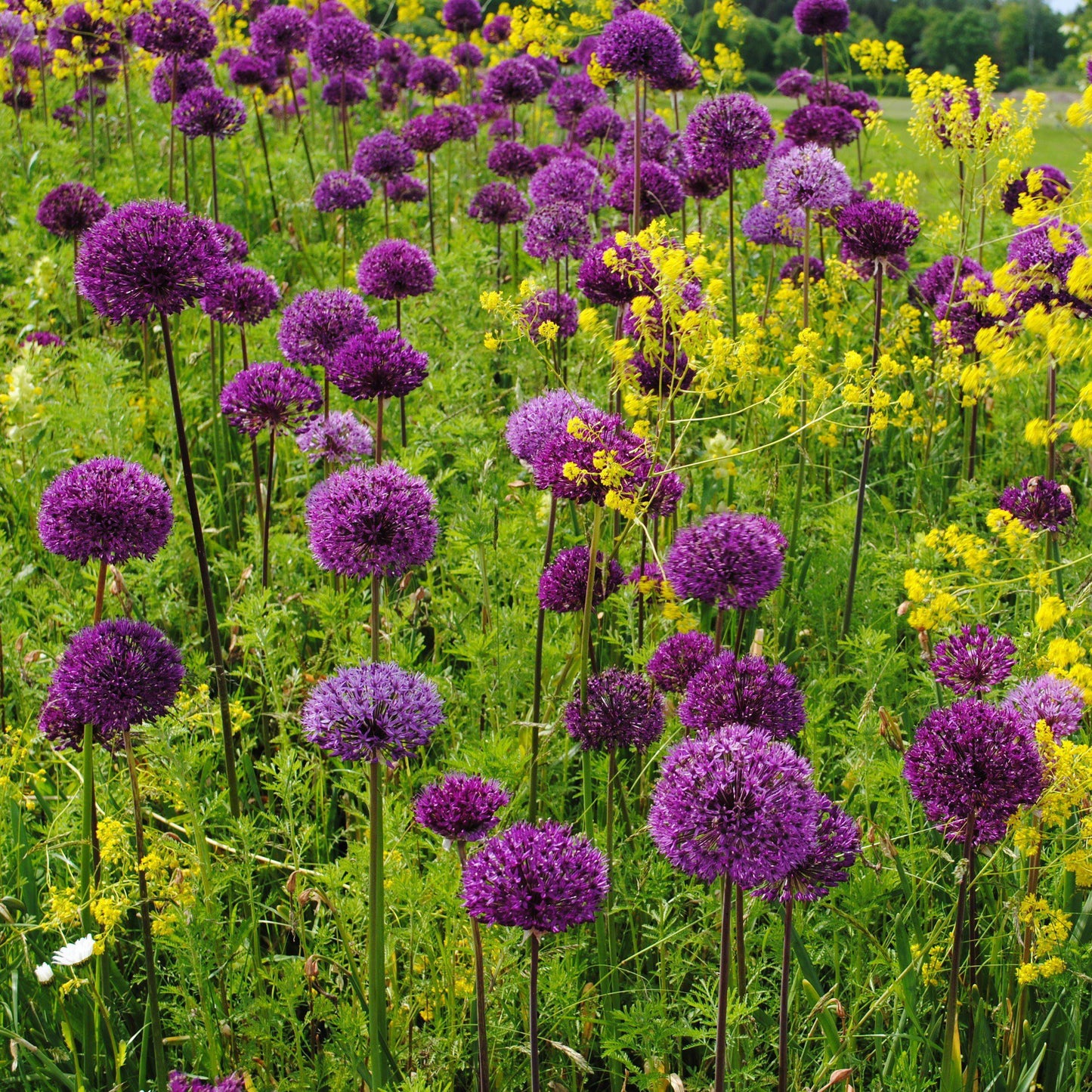 Purple Sensation Allium - PreOrder