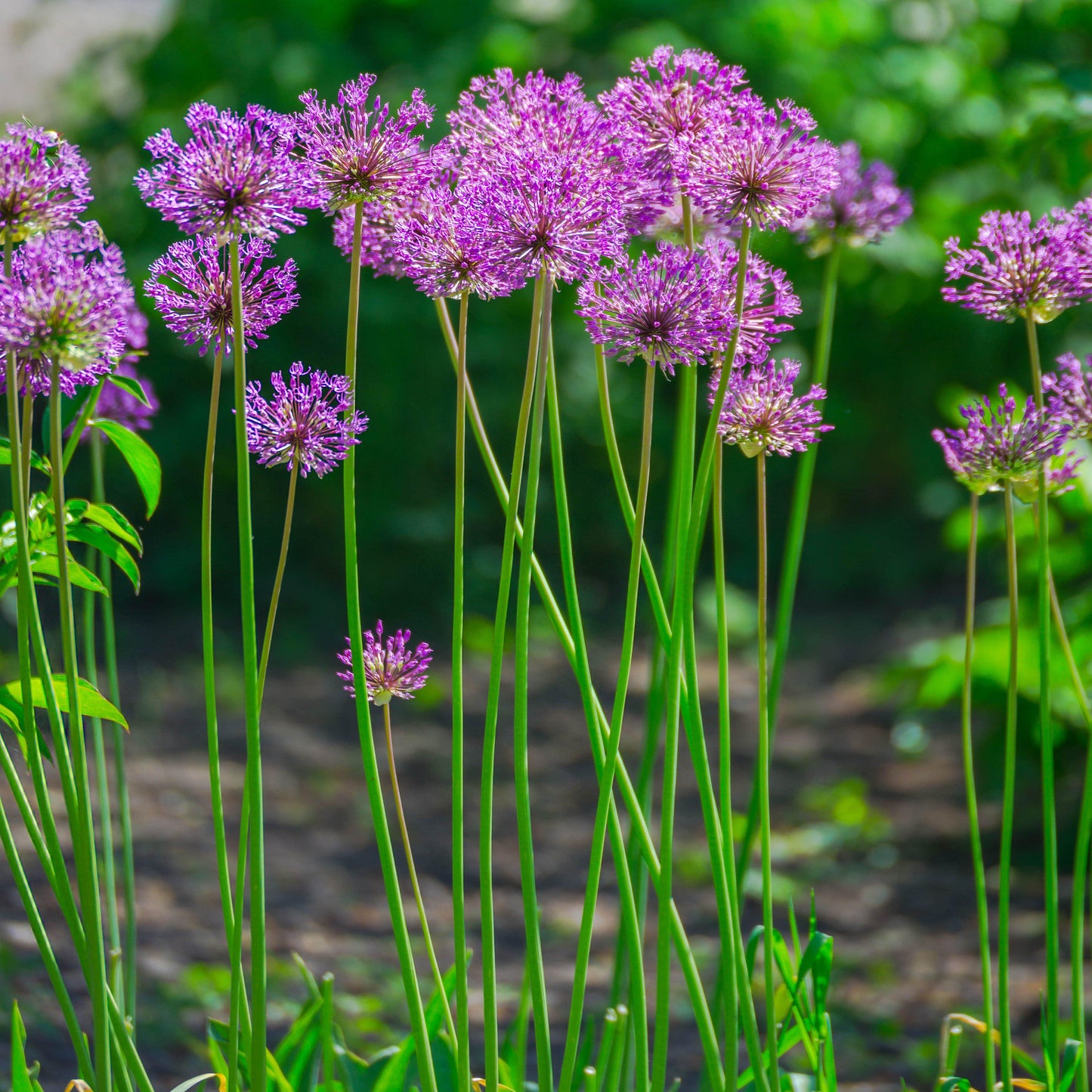 Purple Sensation Allium - PreOrder