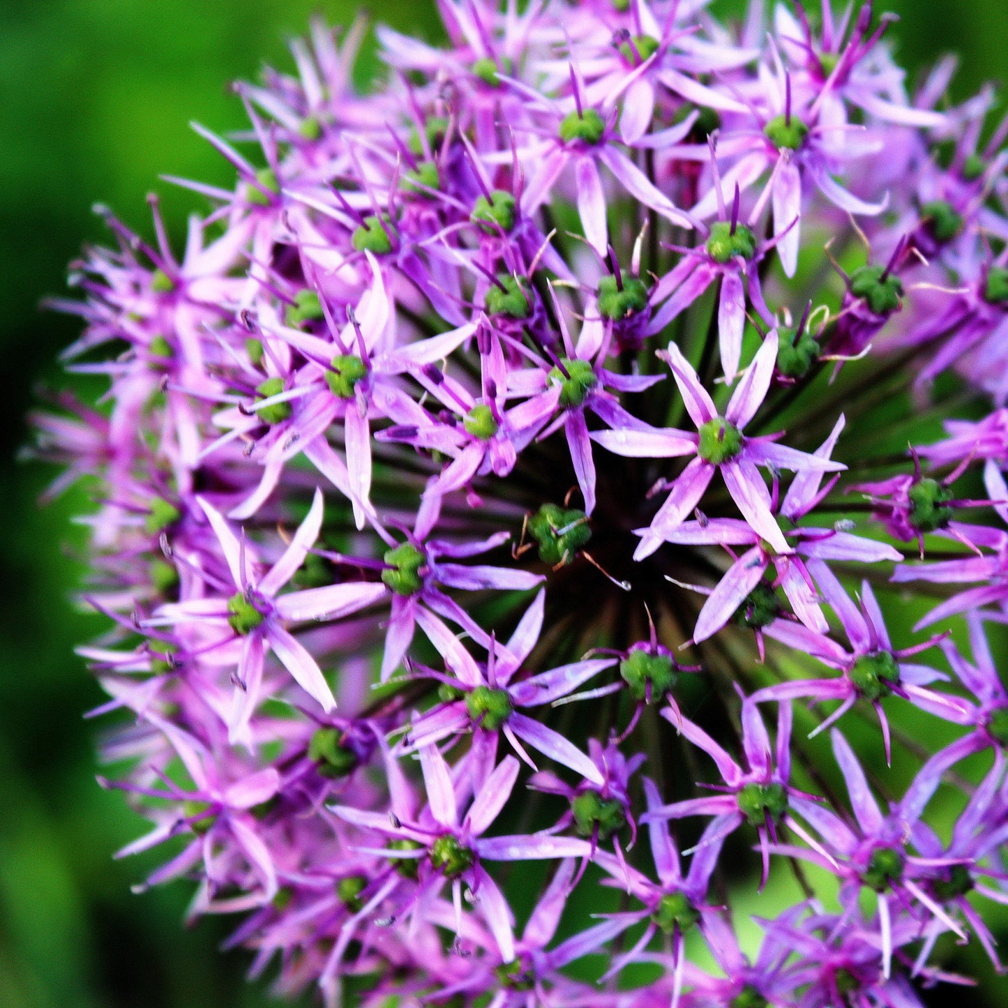 Purple Sensation Allium - PreOrder
