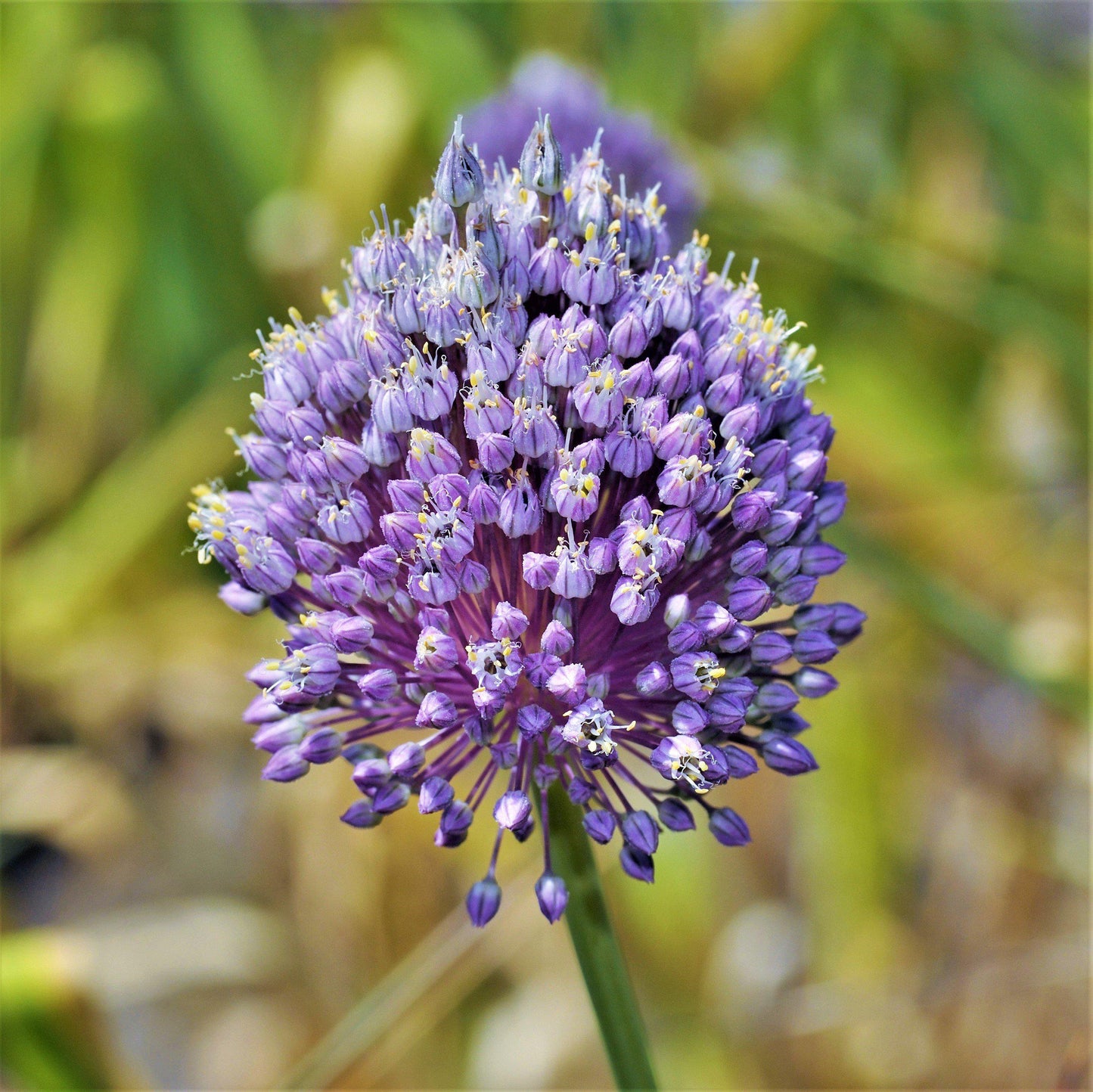 Summer Sparkler Mix Allium - PreOrder
