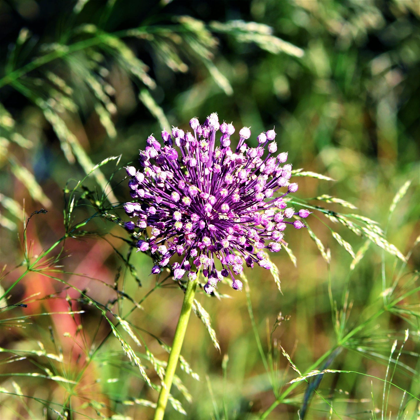 Summer Sparkler Mix Allium - PreOrder