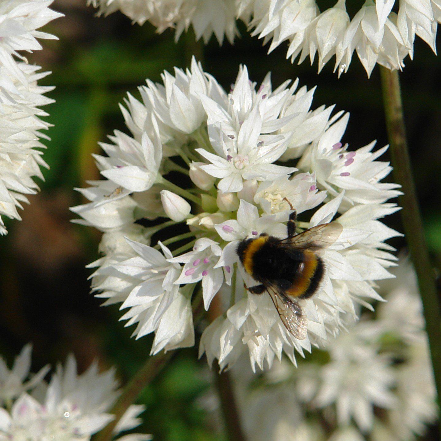 Graceful Beauty Allium - PreOrder