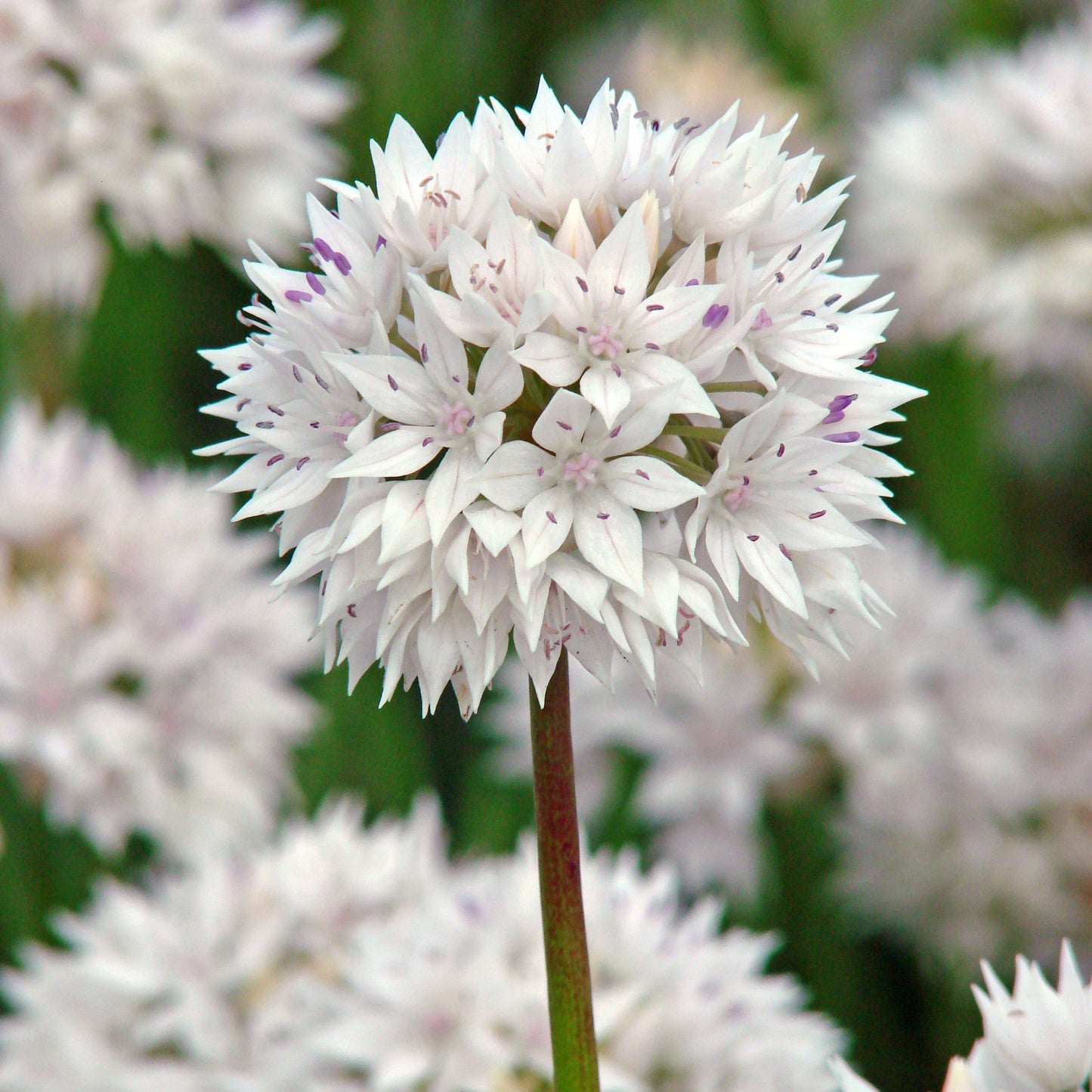 Graceful Beauty Allium - PreOrder