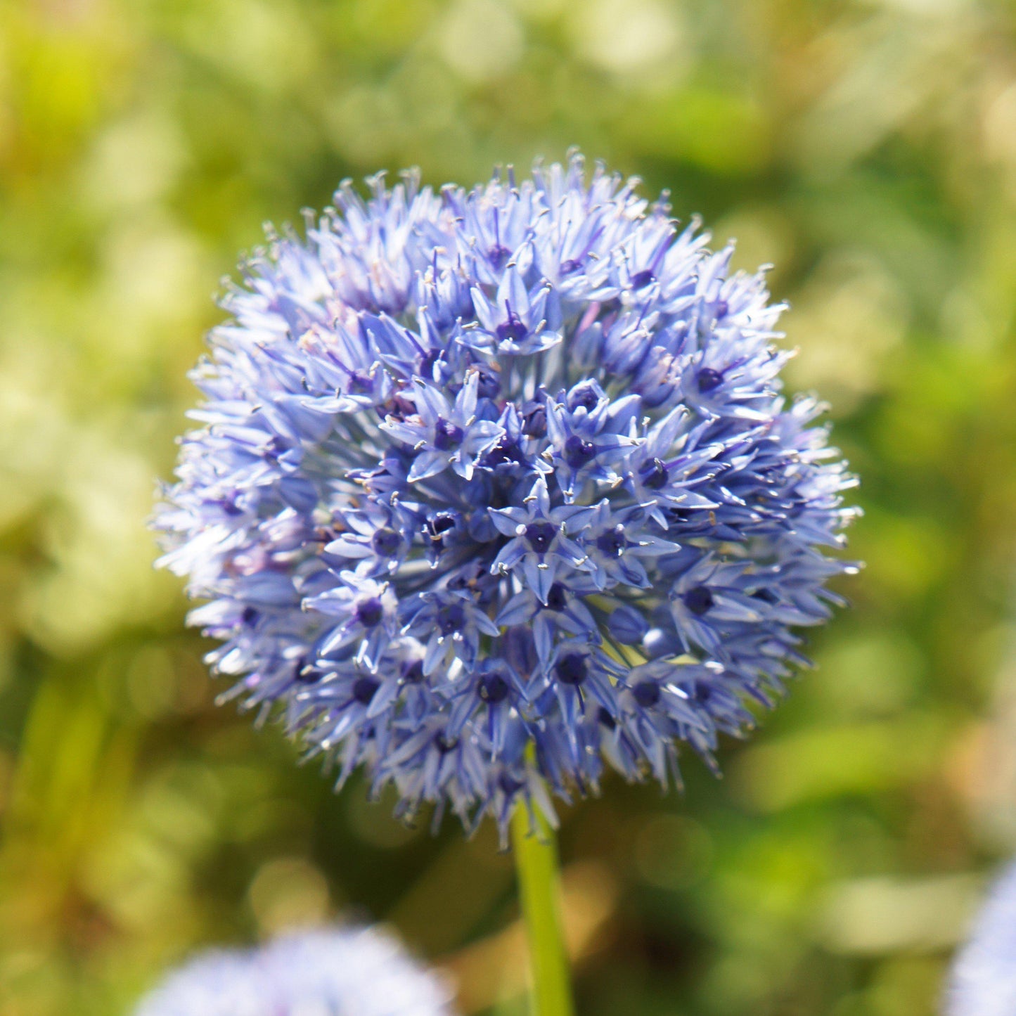 Azureum Blue of the Heavens Allium - PreOrder