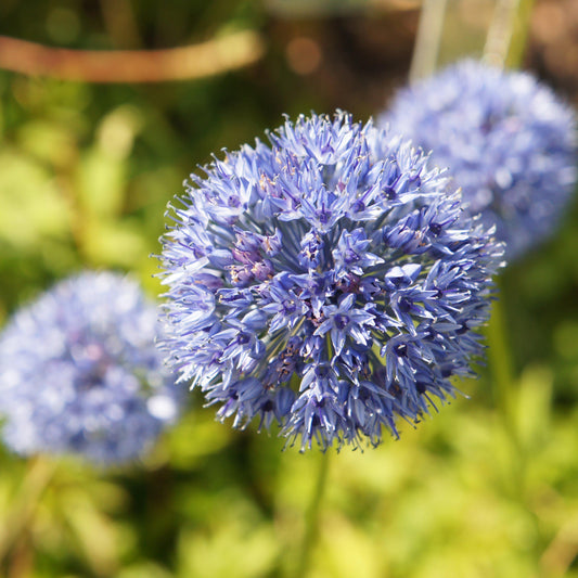 Azureum Blue of the Heavens Allium