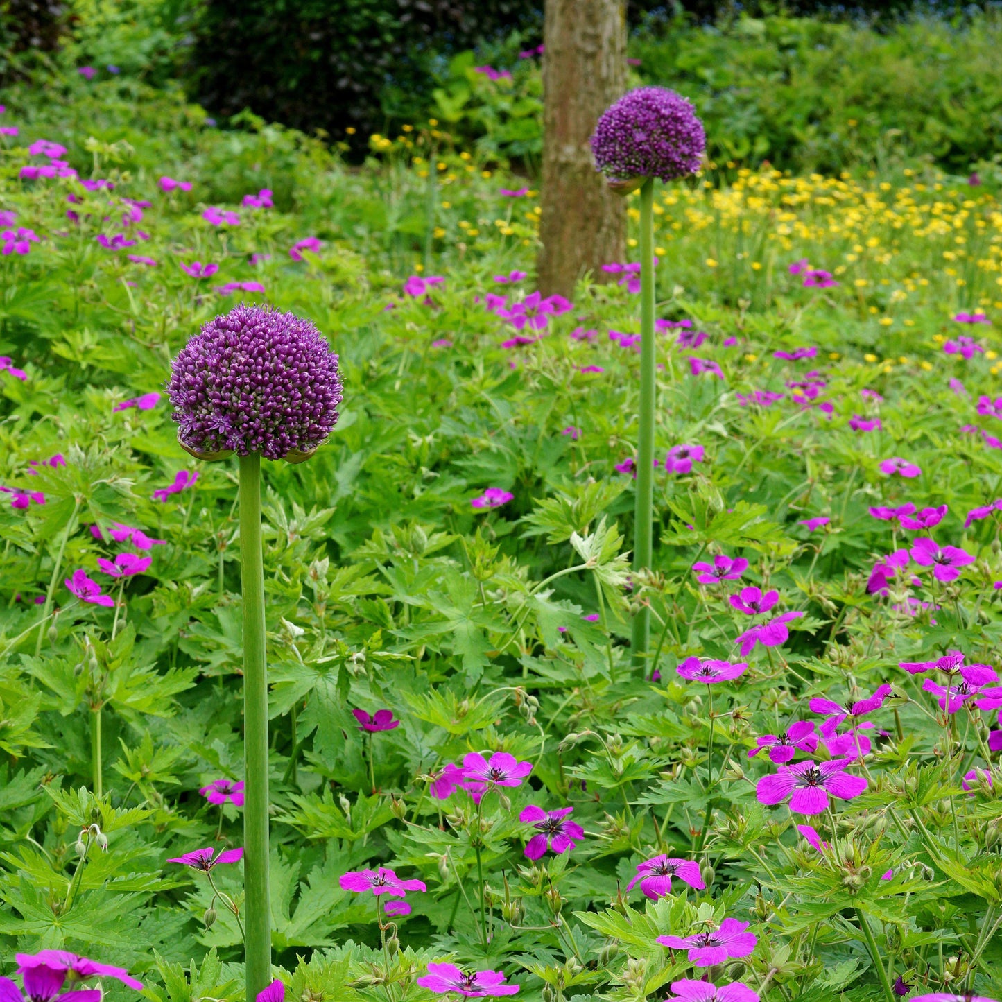 Giganteum Allium - PreOrder