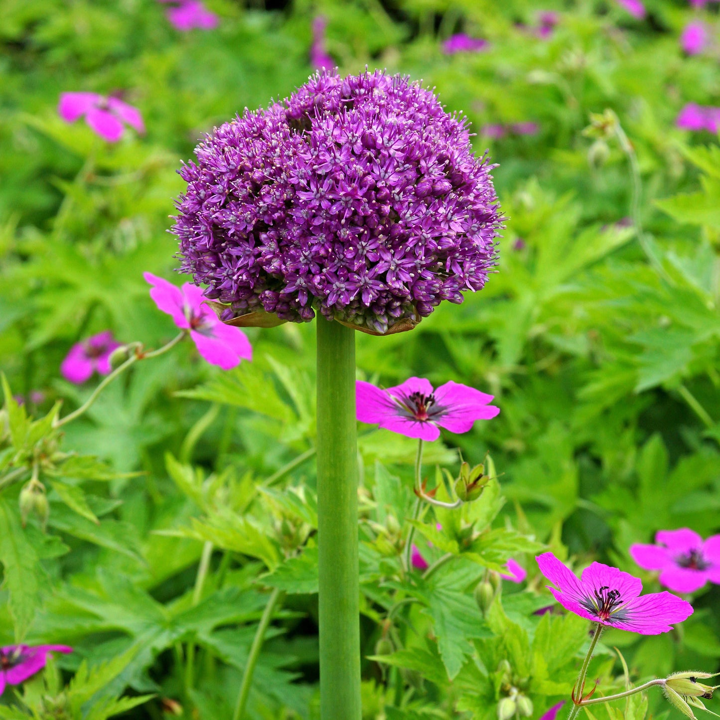 Giganteum Allium - PreOrder