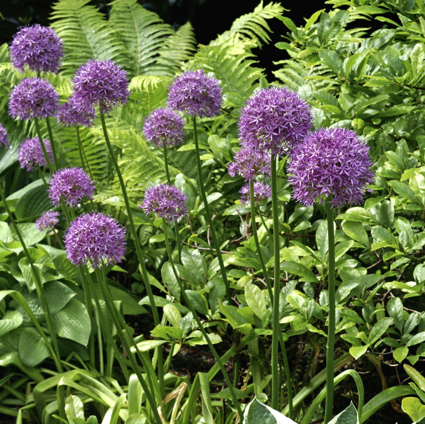 Giganteum Allium - PreOrder
