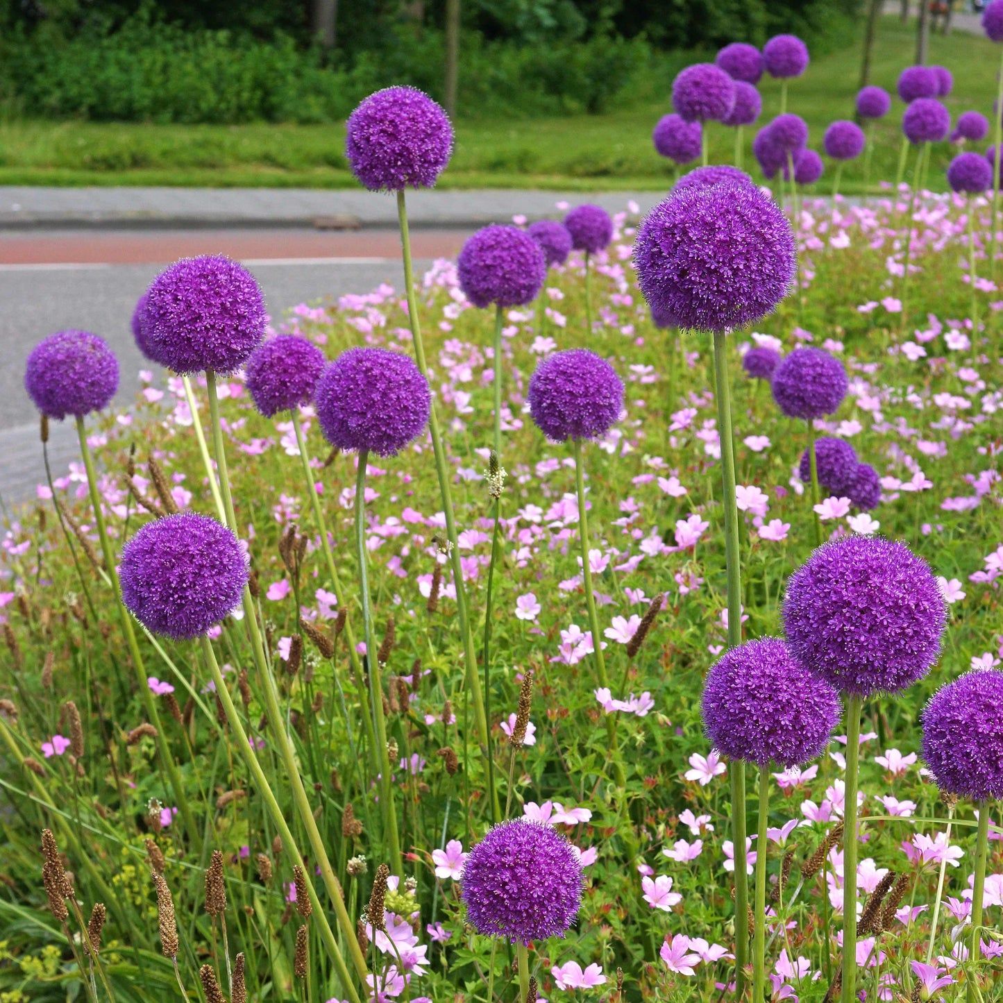 Giganteum Allium - PreOrder
