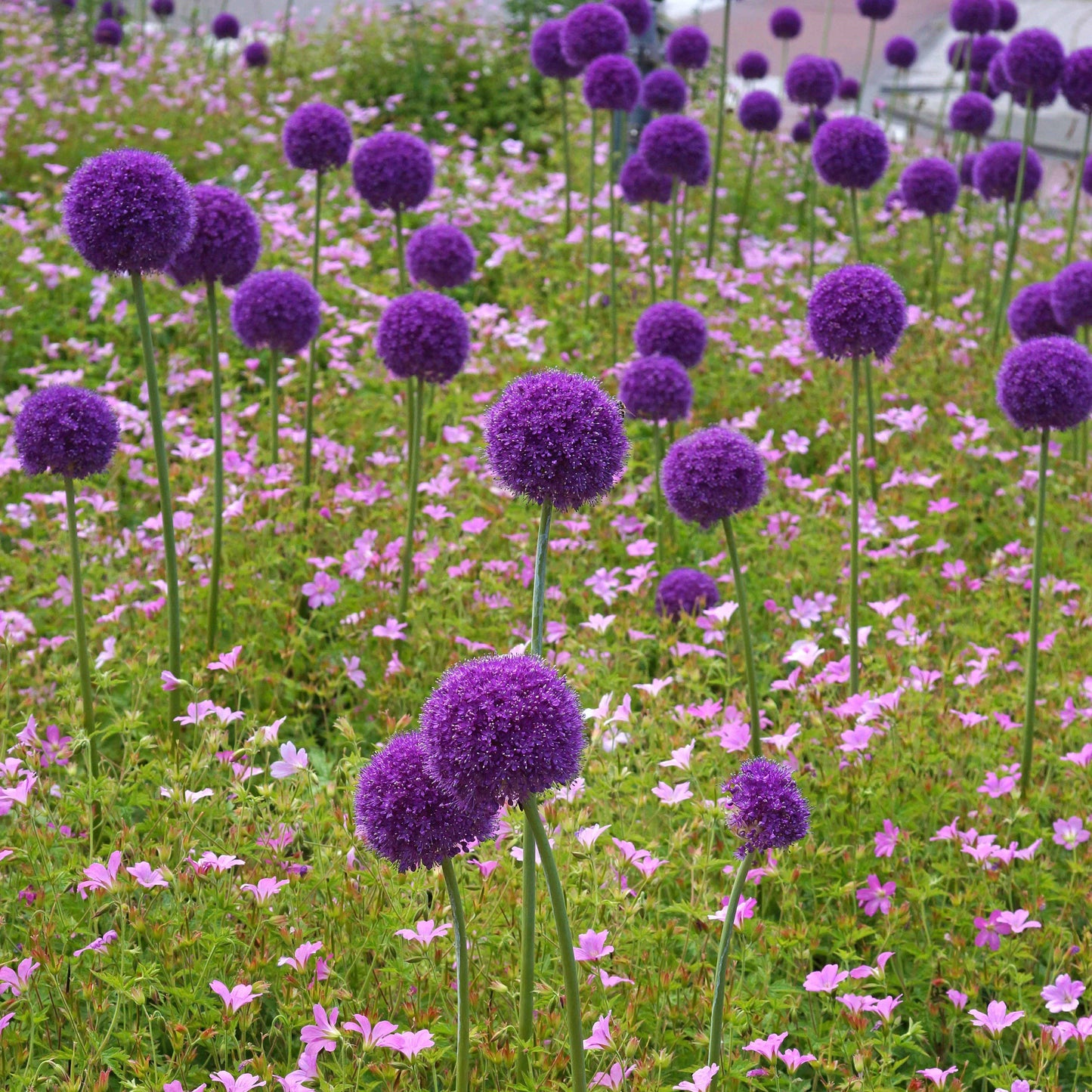 Giganteum Allium - PreOrder