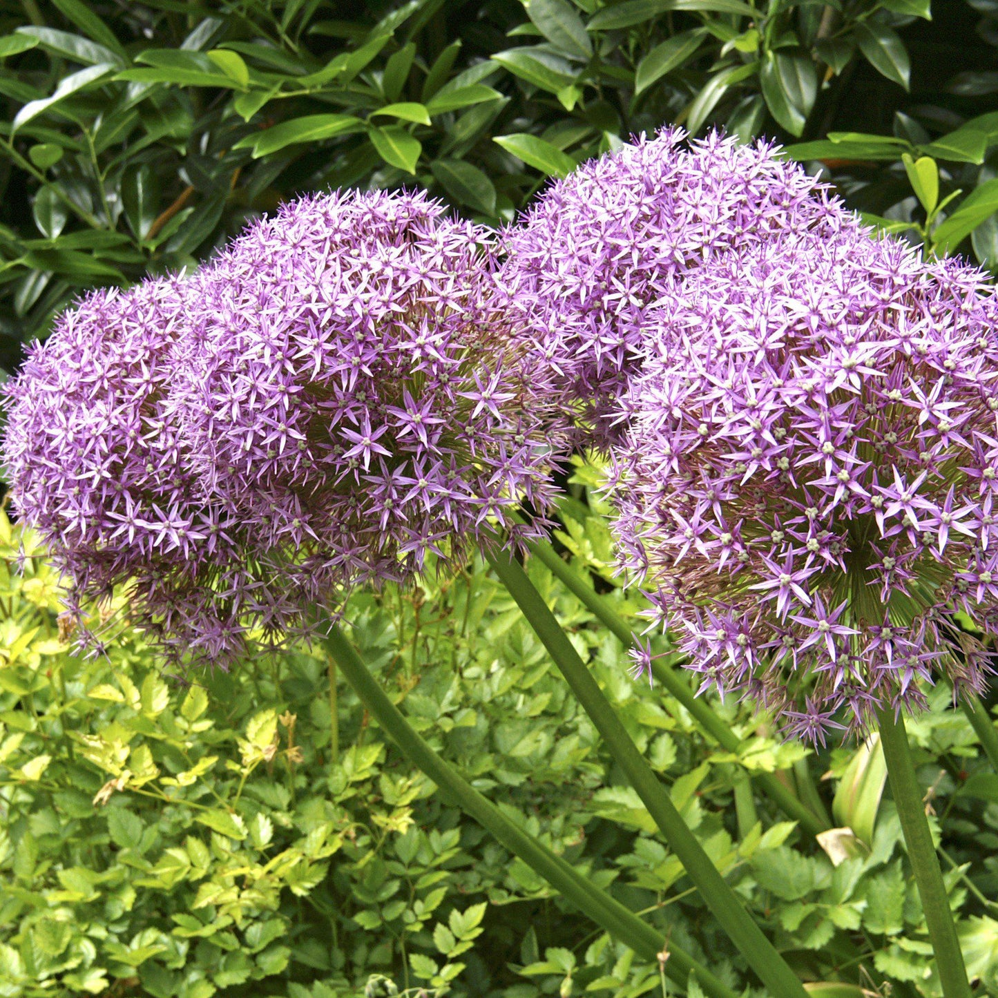Globemaster Allium - PreOrder