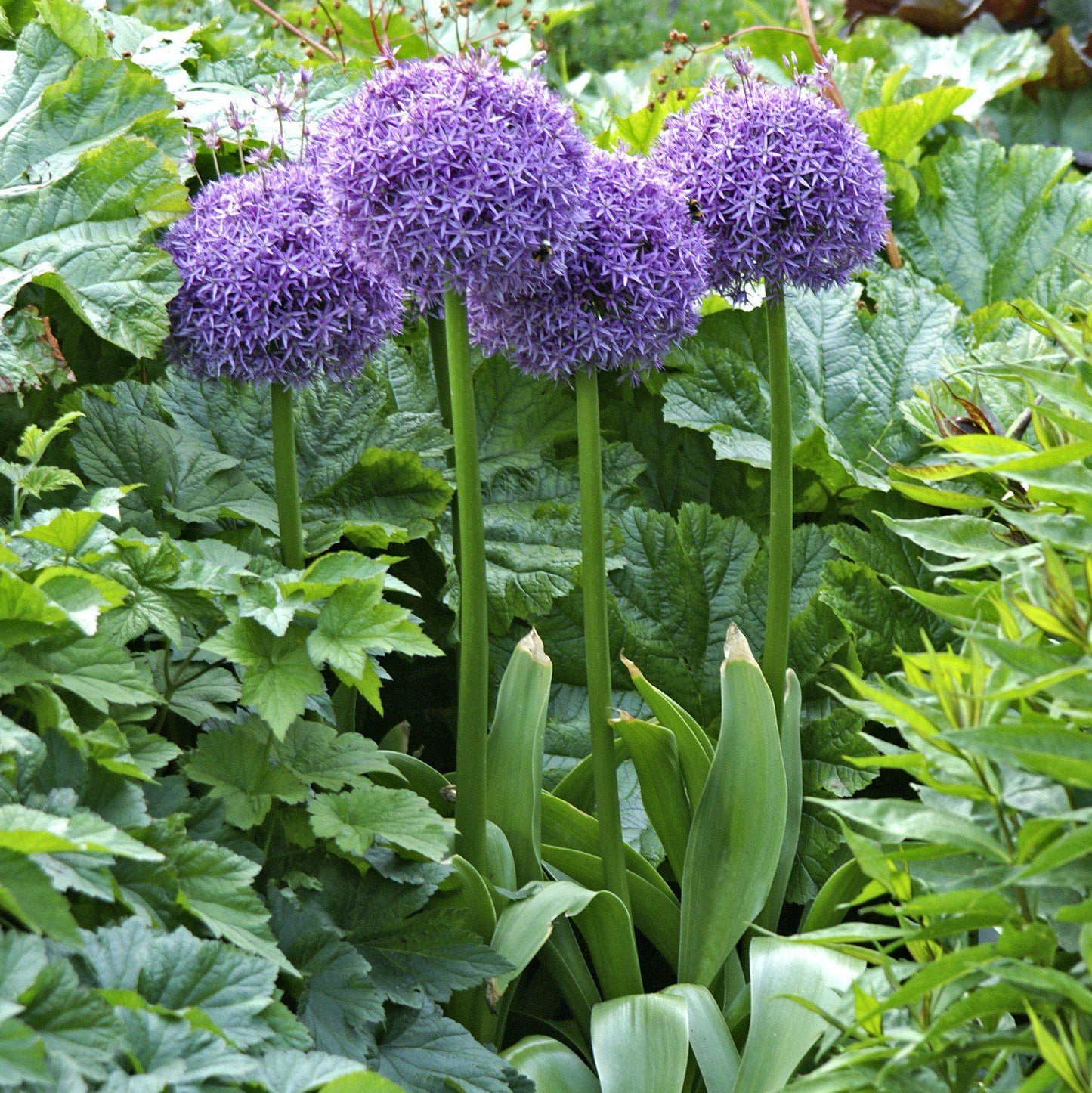 Globemaster Allium - PreOrder