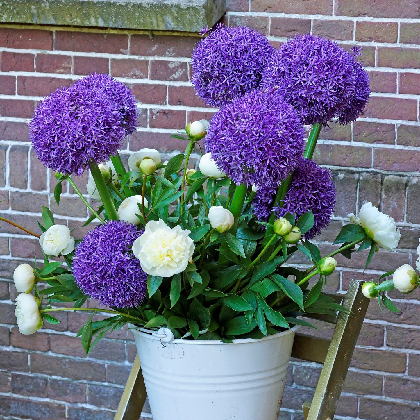 Globemaster Allium - PreOrder