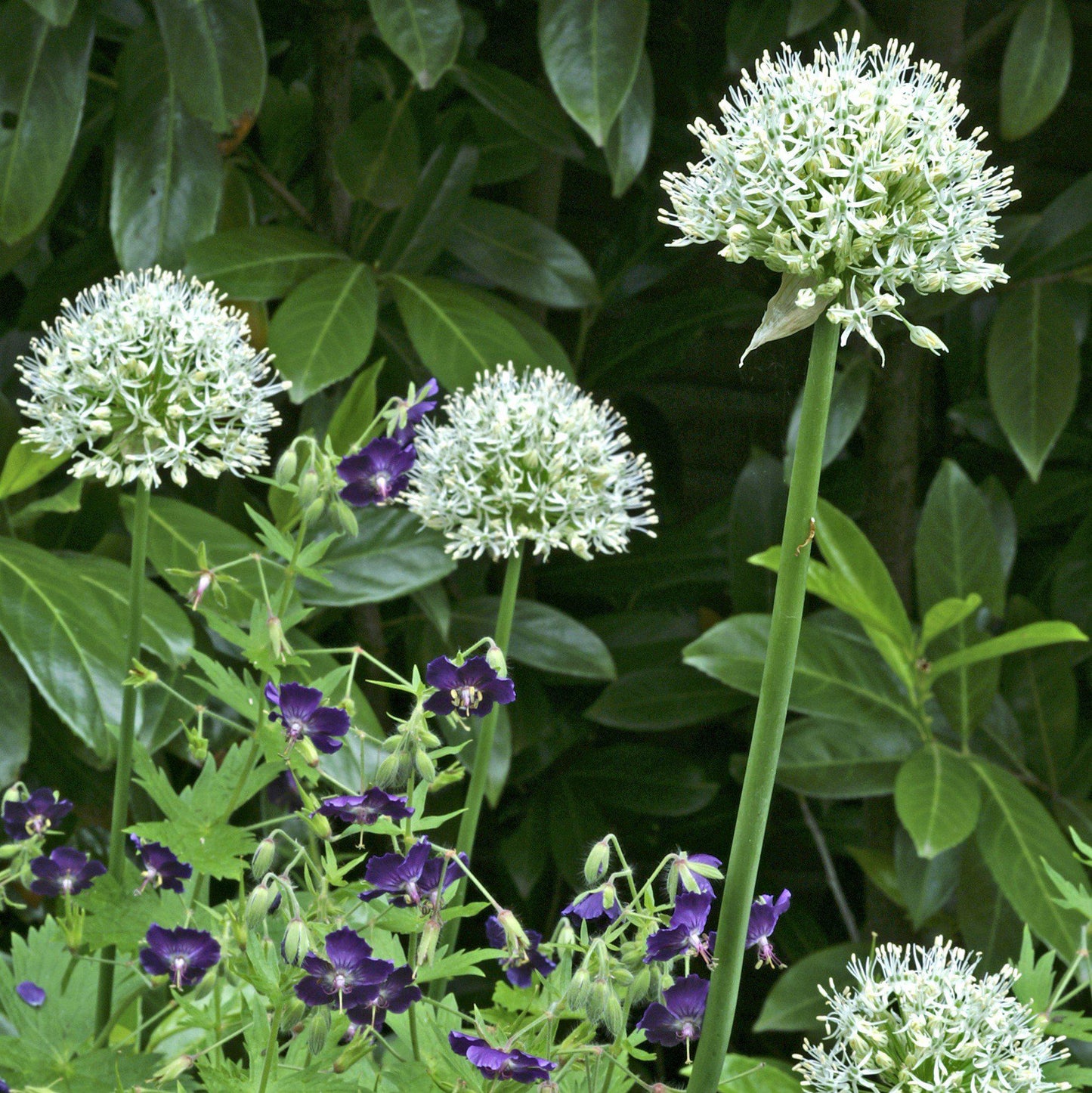 Mount Everest Allium - PreOrder