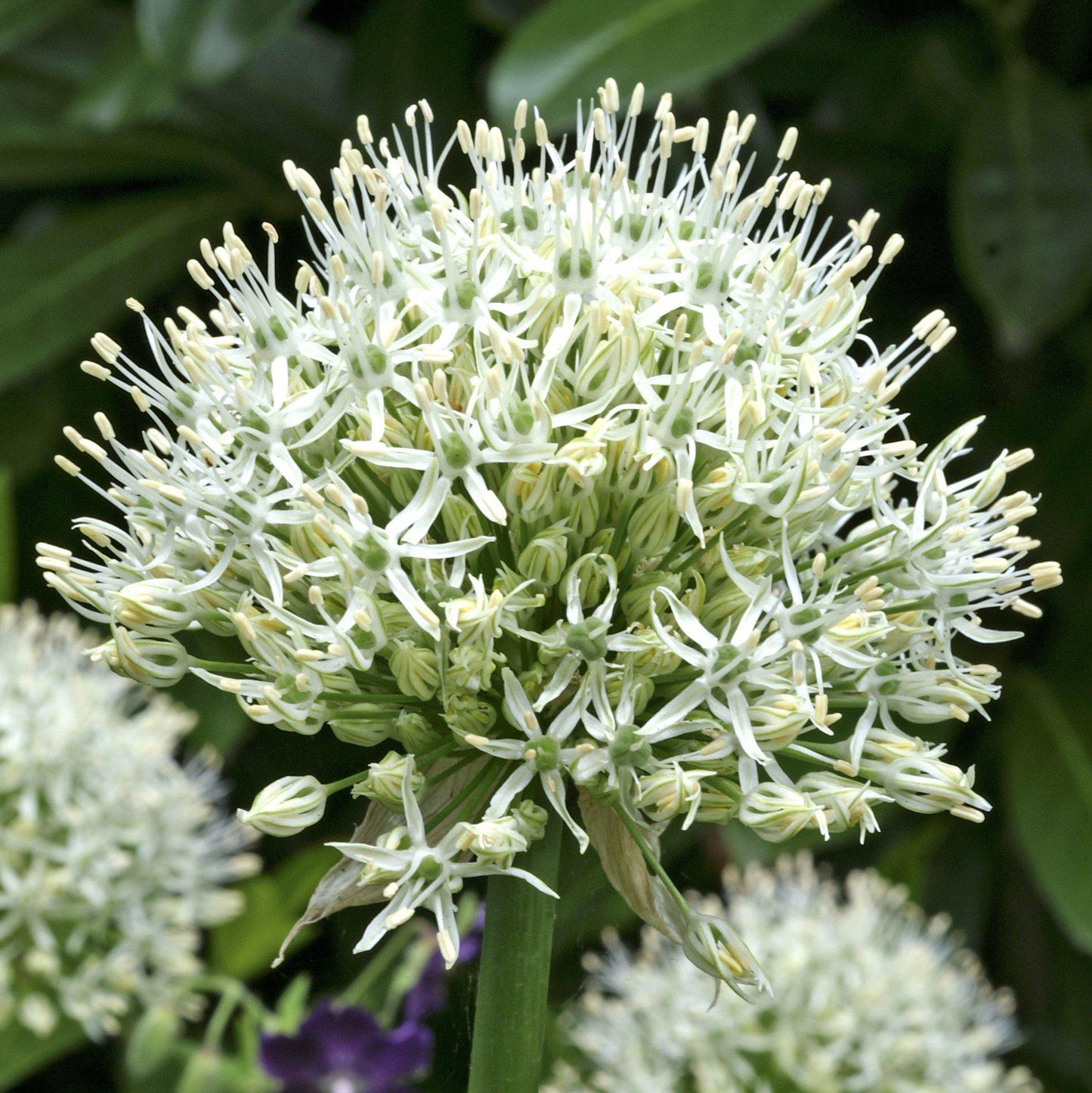 Mount Everest Allium - PreOrder